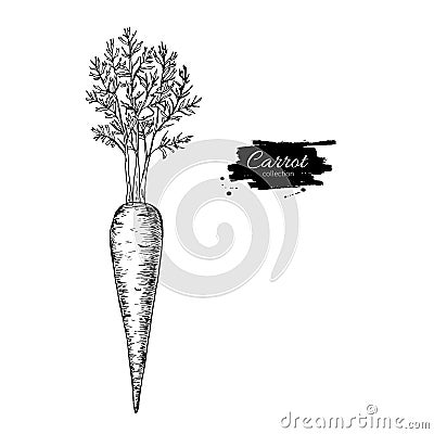 Carrot hand drawn vector illustration. Isolated Vegetable engrav Vector Illustration