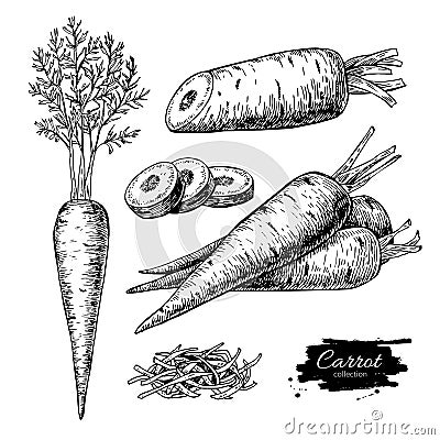 Carrot hand drawn vector illustration set. Isolated Vegetable Vector Illustration