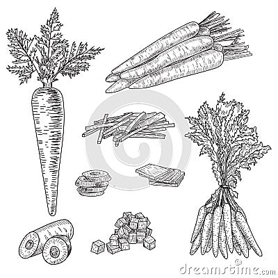 Carrot hand drawn vector illustration set. Isolated Vegetable engraved style object with sliced pieces. Detailed Vector Illustration