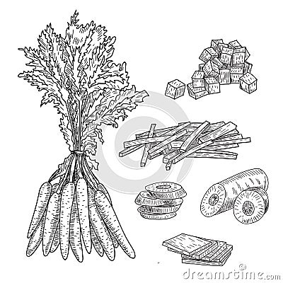 Carrot hand drawn vector illustration set. Vegetable engraved style object with sliced pieces. Detailed Vector Illustration