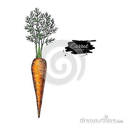 Carrot hand drawn vector illustration. Vegetable Isolated object. Detailed vegetarian food Vector Illustration