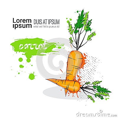 Carrot Hand Drawn Watercolor Vegetable On White Background With Copy Space Vector Illustration