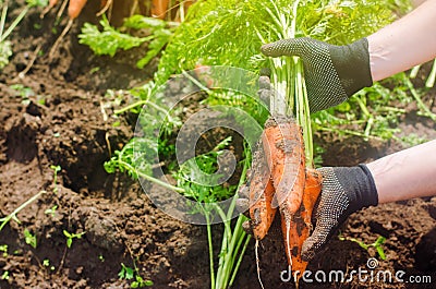 Carrot in the hands of a farmer. Harvesting. Growing organic vegetables. Freshly harvested carrots. Summer harvest. Agriculture. Stock Photo