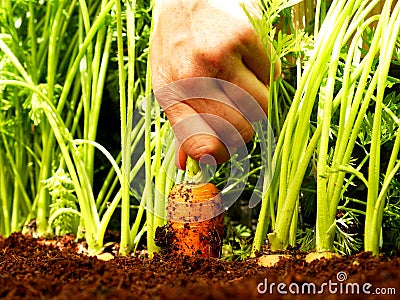 Carrot harvest Stock Photo