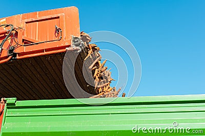 Carrot harvest Stock Photo