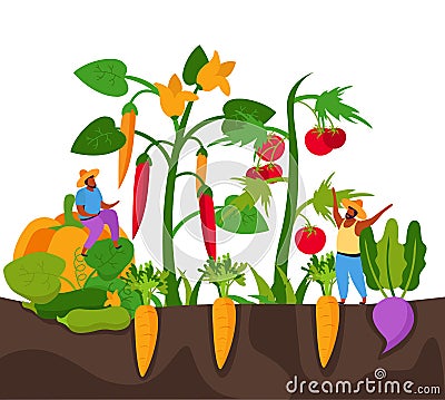 Carrot Harvesting Flat Composition Vector Illustration