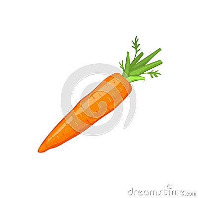 Carrot icon isolated Vector Illustration