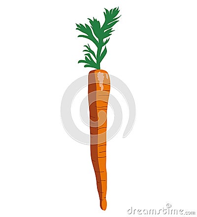 Carrot isolated vector vertical icon on white color background. Popular vegitable. Vector Illustration