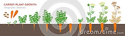 Carrot plant growth stages infographic elements. Growing process of carrot from seeds, sprout to mature taproot, life Vector Illustration