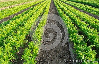 Carrot plantations grow in the field. Vegetable rows. Growing vegetables. Farm. Landscape with agricultural land. Crops Fresh Stock Photo