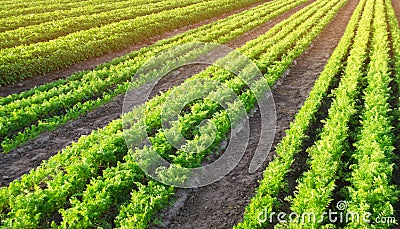 Carrot plantations are grown in the field. Vegetable rows. Organic vegetables. Landscape agriculture. Farming Farm. Selective Stock Photo