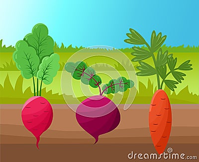 Carrot Radish and Beetroot Vector Illustration Vector Illustration