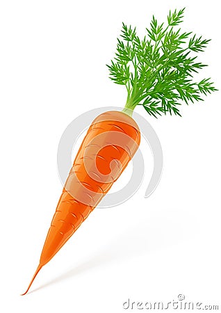 Carrot with top Vector Illustration