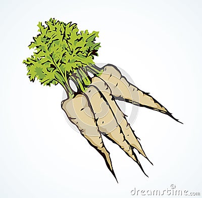 Carrot. Vector drawing Vector Illustration