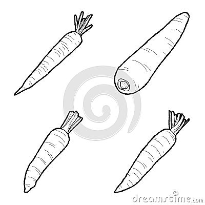 Carrot Vector Illustration Hand Drawn Vegetable Cartoon Art Vector Illustration