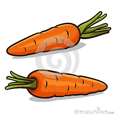 Carrot Vector Illustration