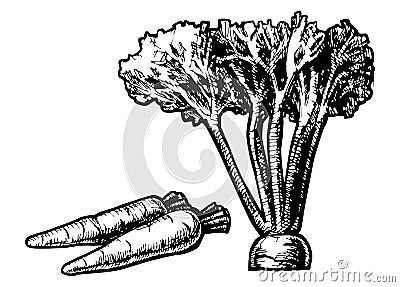 Carrot Vector Illustration