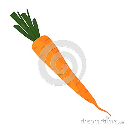 Carrot vegetable fresh raw veggie product, organic healthy orange carrot with cut leaves Vector Illustration