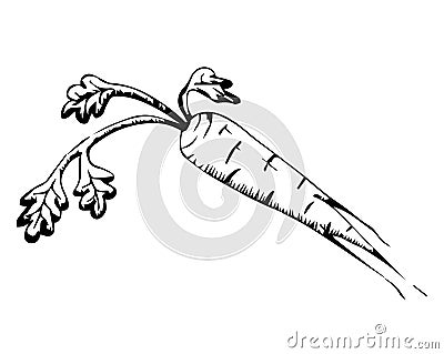 Carrot. Vegetable. Graphics. Hand drawing. Vector Illustration