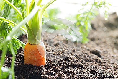 Carrot vegetable grows in the garden in the soil organic background Stock Photo