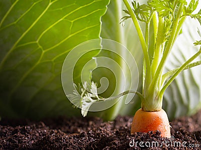 Carrot vegetable grows in the garden in the soil organic background Stock Photo