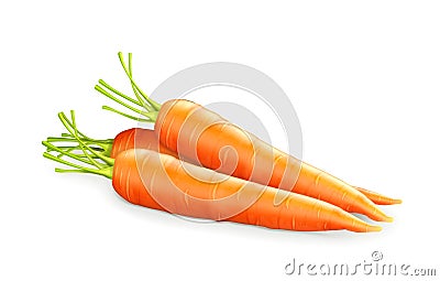 Carrots Vector Illustration