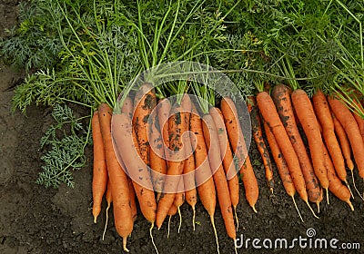 Carrots on the bed Stock Photo