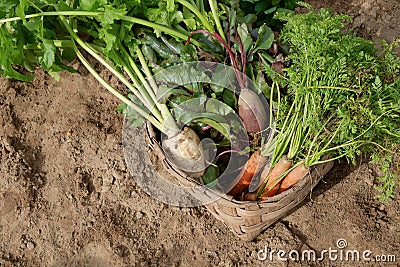 Carrots beets and parsnips in garden Stock Photo