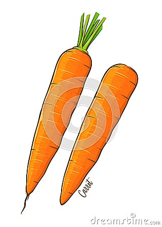 Fresh Carrot Vegetable Hand Drawing Vector Illustration