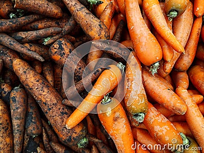 Carrots. Half of the carrots are pure, half carrots are groa. Food. Vegetables. Textured background from fresh large orange Stock Photo