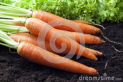 Carrots organic Stock Photo