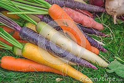 Carrots. Organic homegrown freshly picked carrots in vivid orange, purple, and white colors on a farmers market stand Stock Photo