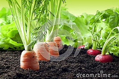 Carrots and radish growing in the garden Stock Photo