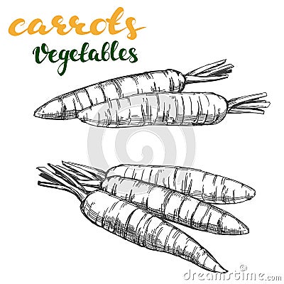 Carrots vegetable set hand drawn vector illustration realistic sketch Vector Illustration