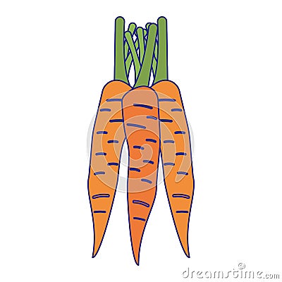 Carrots vegetables food isolated blue lines Vector Illustration