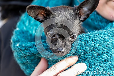 Carrying a puppy, ChiPoo, Stock Photo