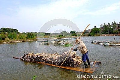 Carrying sugarcane by a bamboo raft Editorial Stock Photo