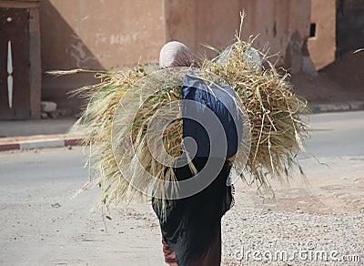 Carrying Wheat Stock Photo