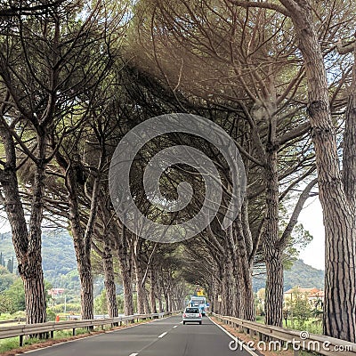 Cars driving on the road among tall pines along Adriatic sea coast Stock Photo
