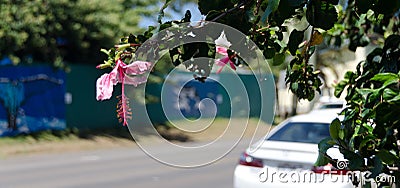 Cars and hibiscus flowers in Hawi Stock Photo