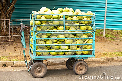 cart with green coconuts In the Ibirapuera Park in Sao Paulo, Brazil. Stock Photo