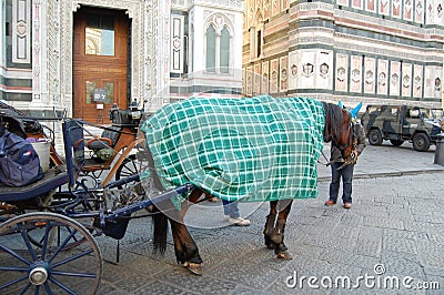 A cart with a horse and a cab driver are waiting for tourists, Florence, Italy. Editorial Stock Photo