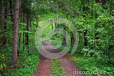 Cart road in a deep forest Stock Photo