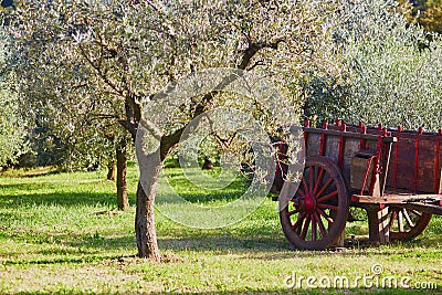 Cart under the olive tree on a farm Stock Photo