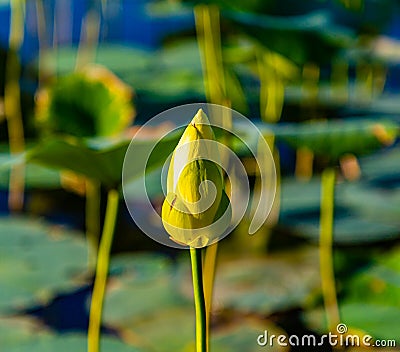 Isolated bulb of lotus flower on Carter Lake Iowa Stock Photo