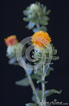 Carthamus Tinctorius (Safflower) Stock Photo