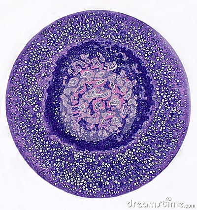 Cartilage of femoral (femur) bone Stock Photo