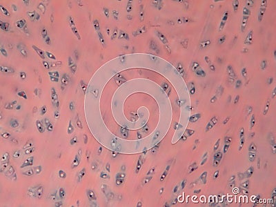 Cartilaginous tissue microphotography Stock Photo