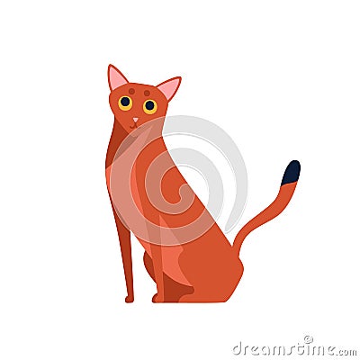 Cartoon abyssinian cat breed vector flat illustration. Colored cute red domestic animal sitting isolated on white Vector Illustration