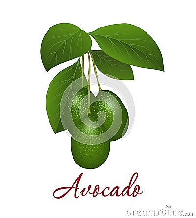 Cartoon avocado branch Vector Illustration